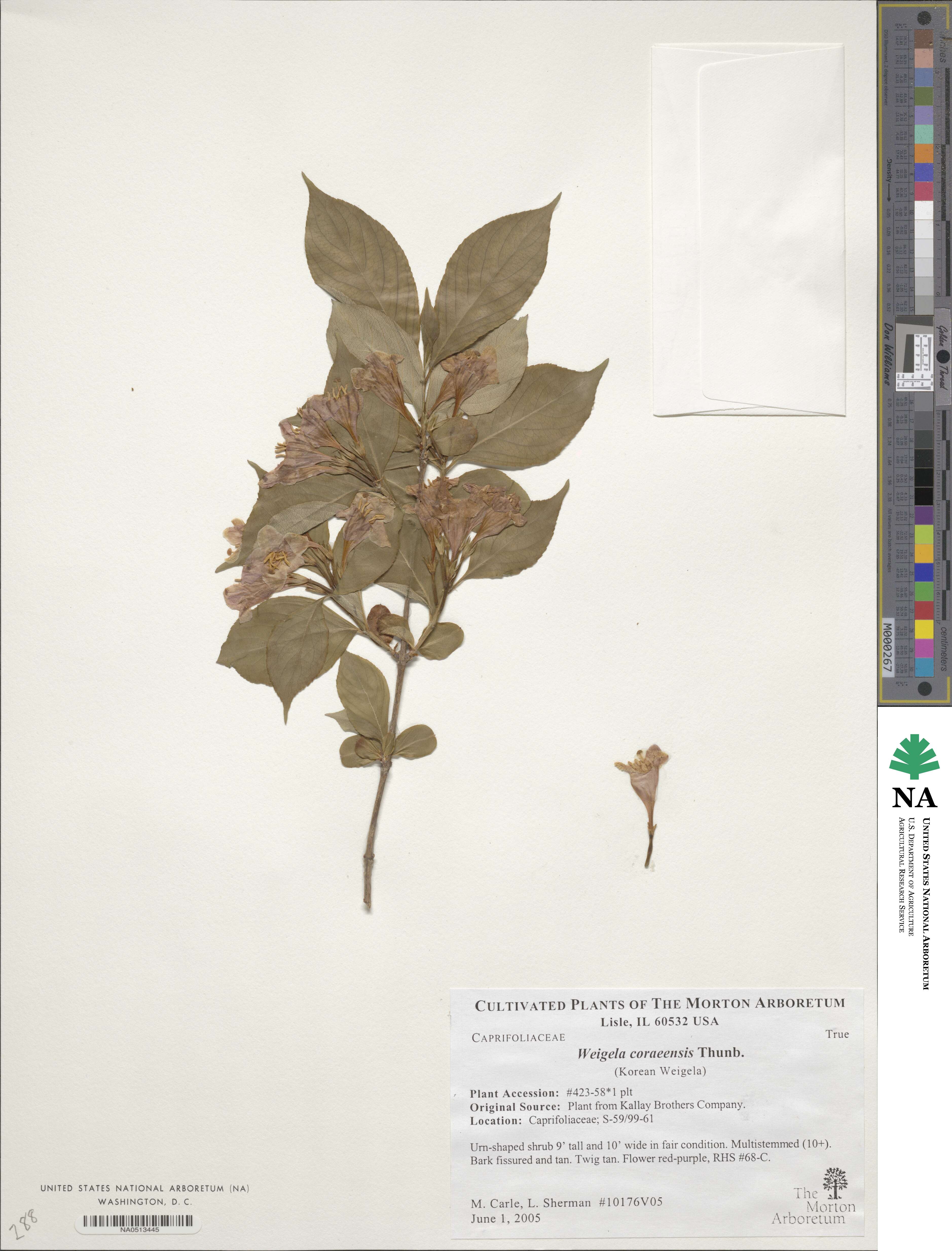 Weigela coraeensis image