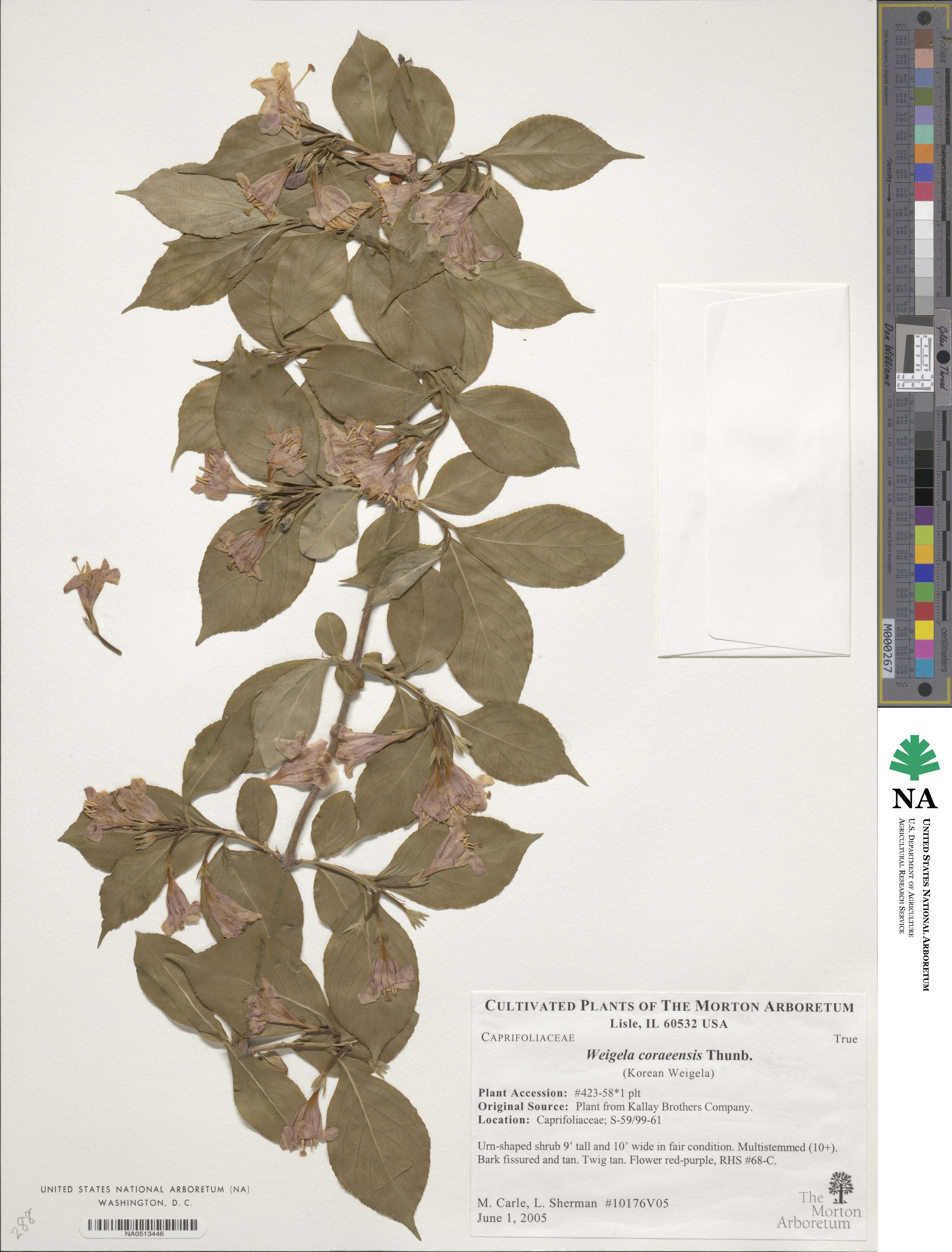 Weigela coraeensis image