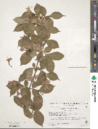 Weigela coraeensis image