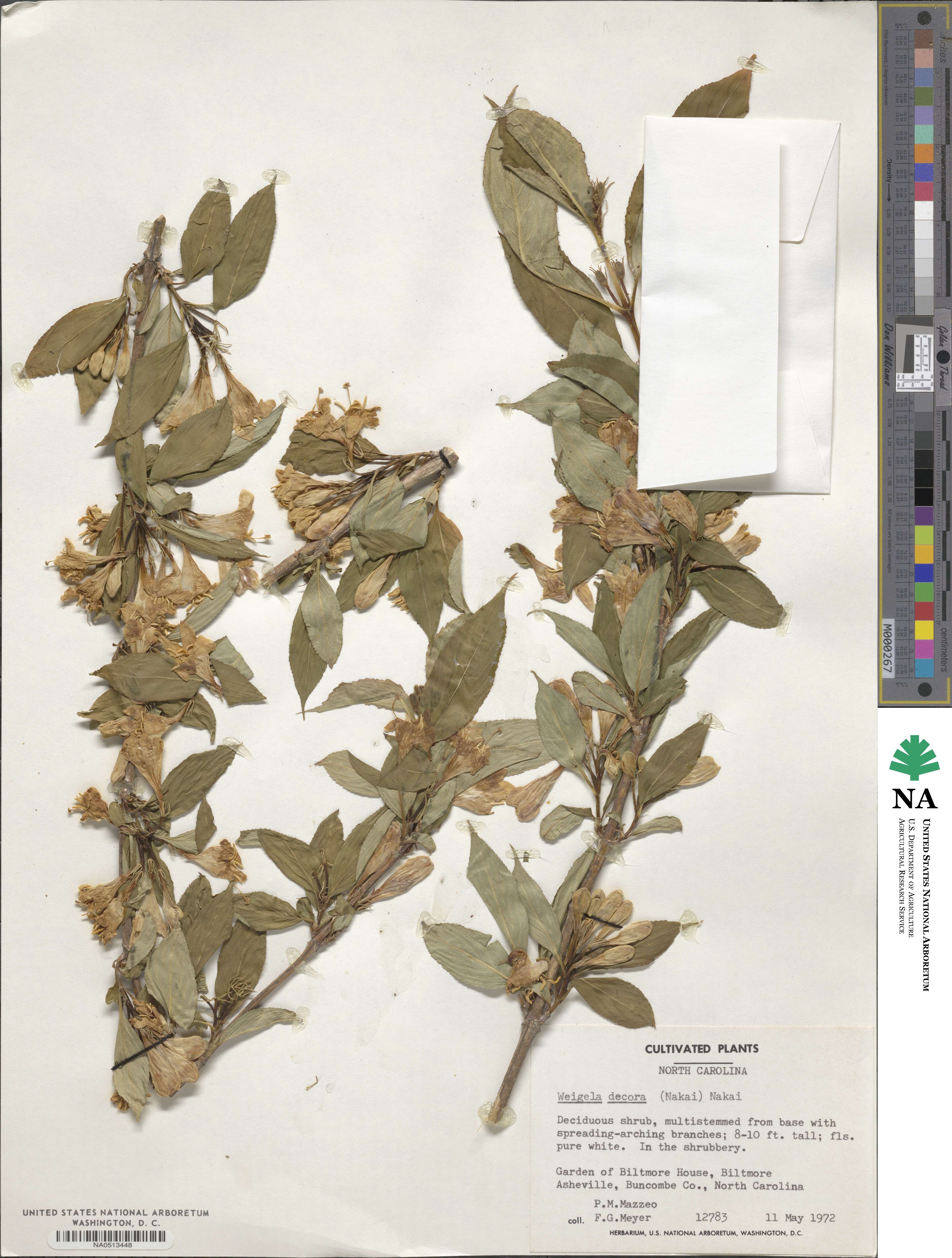 Weigela decora image