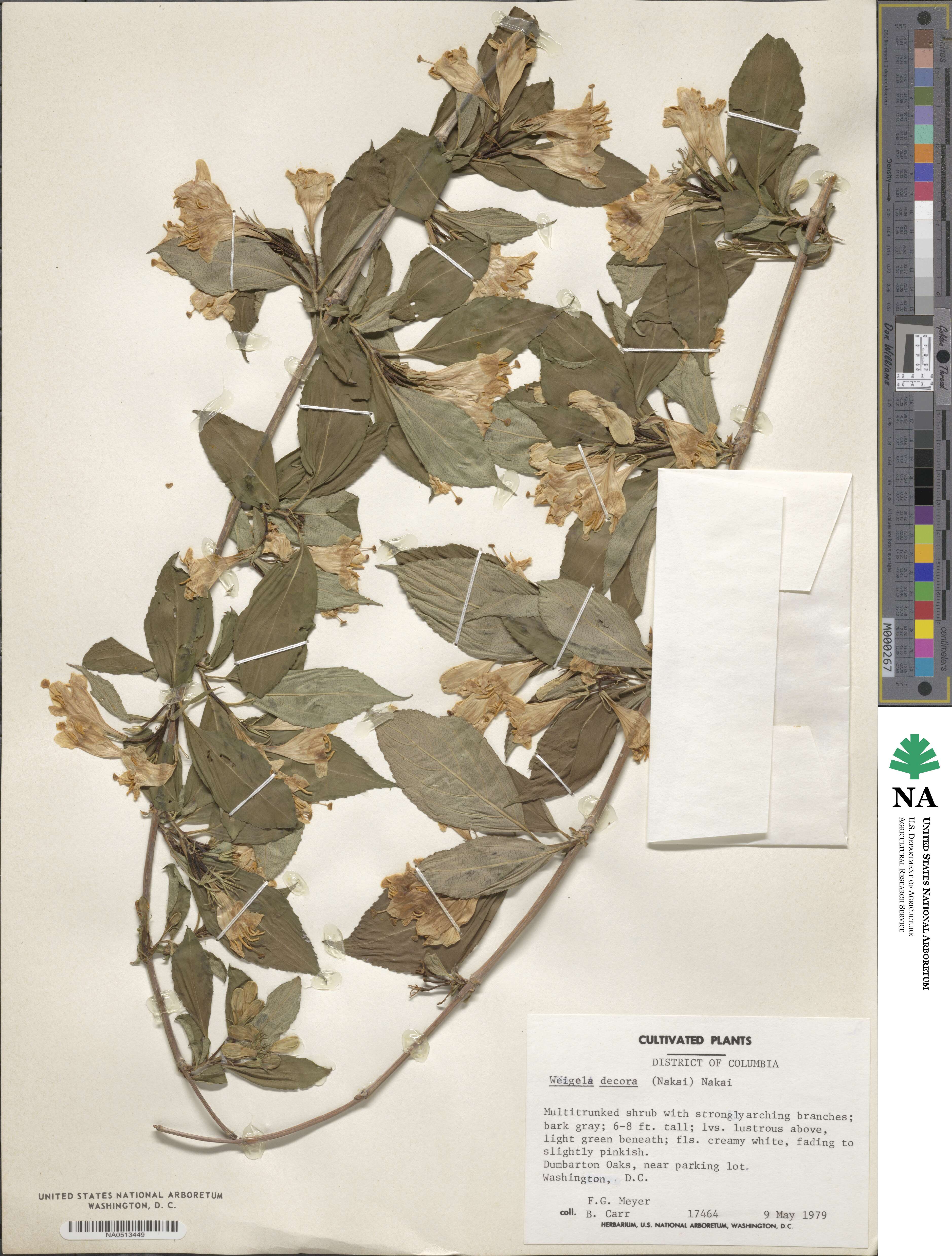 Weigela decora image