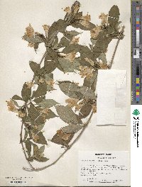 Weigela decora image