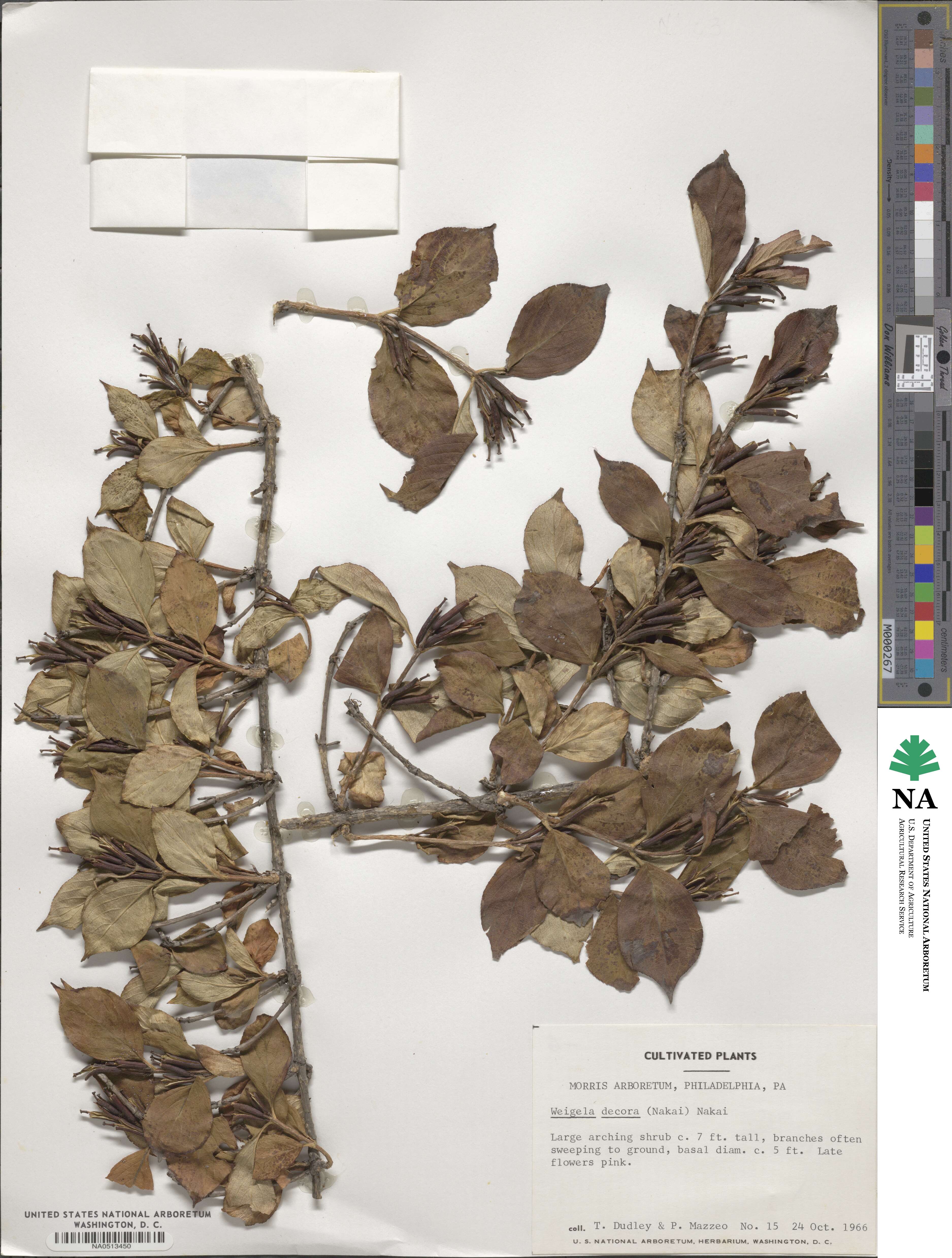 Weigela decora image