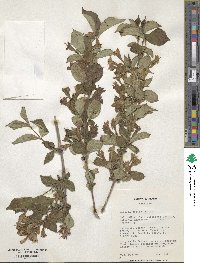 Weigela decora image