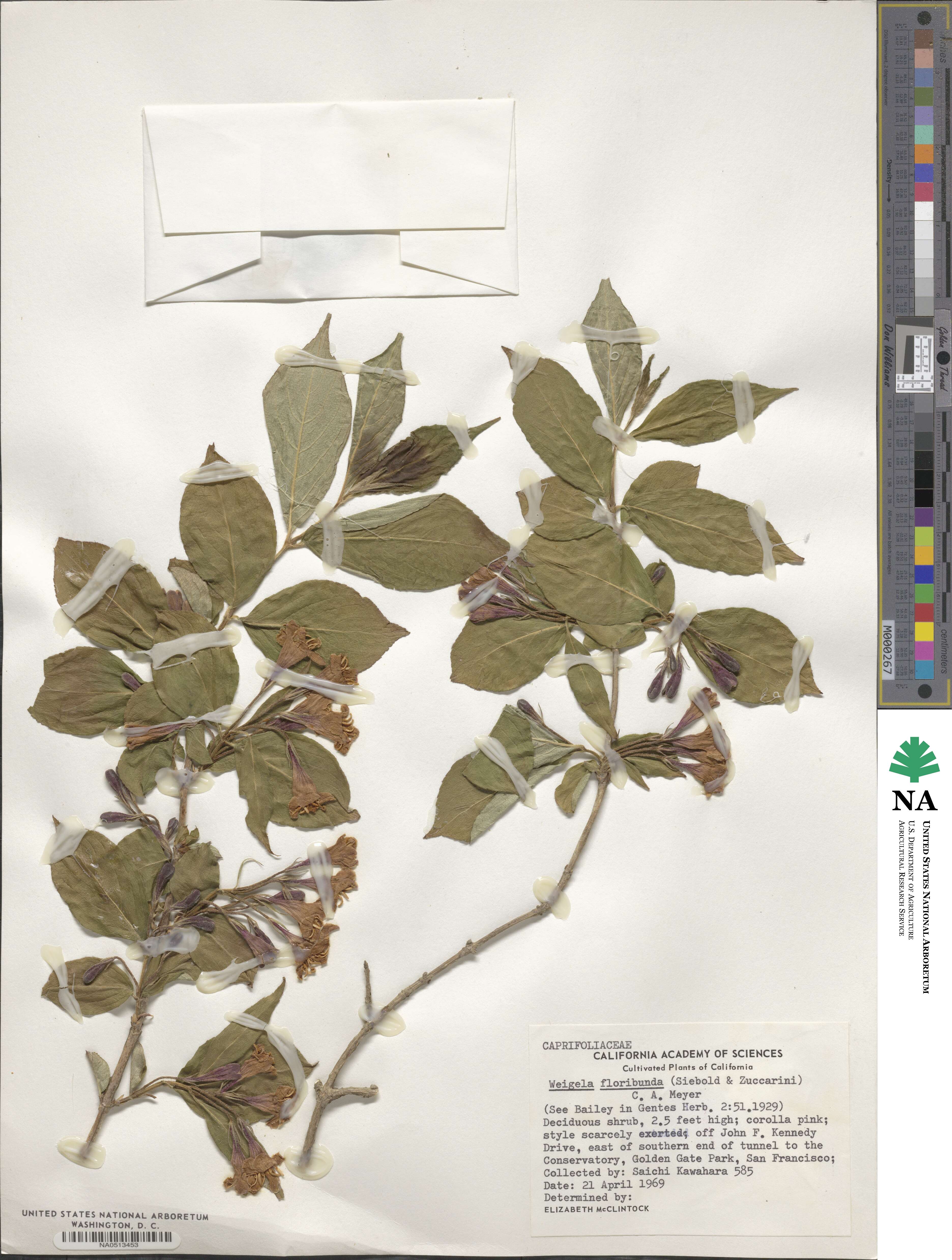 Weigela floribunda image