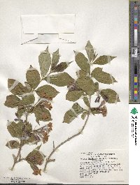 Weigela floribunda image