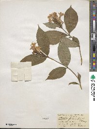 Weigela floribunda image