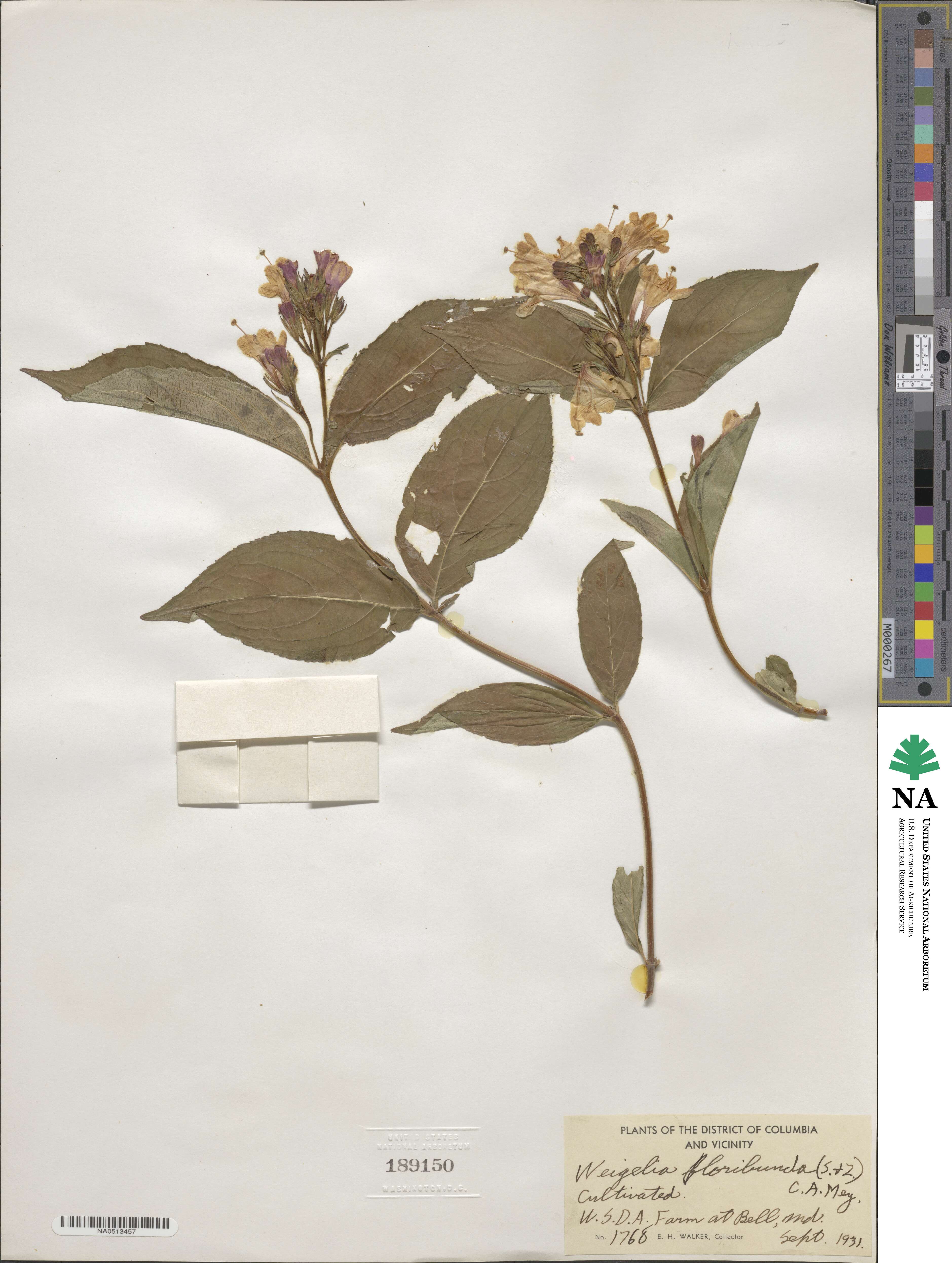 Weigela floribunda image