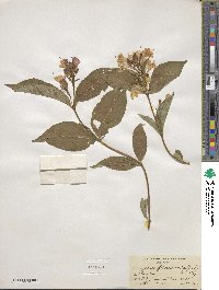 Weigela floribunda image