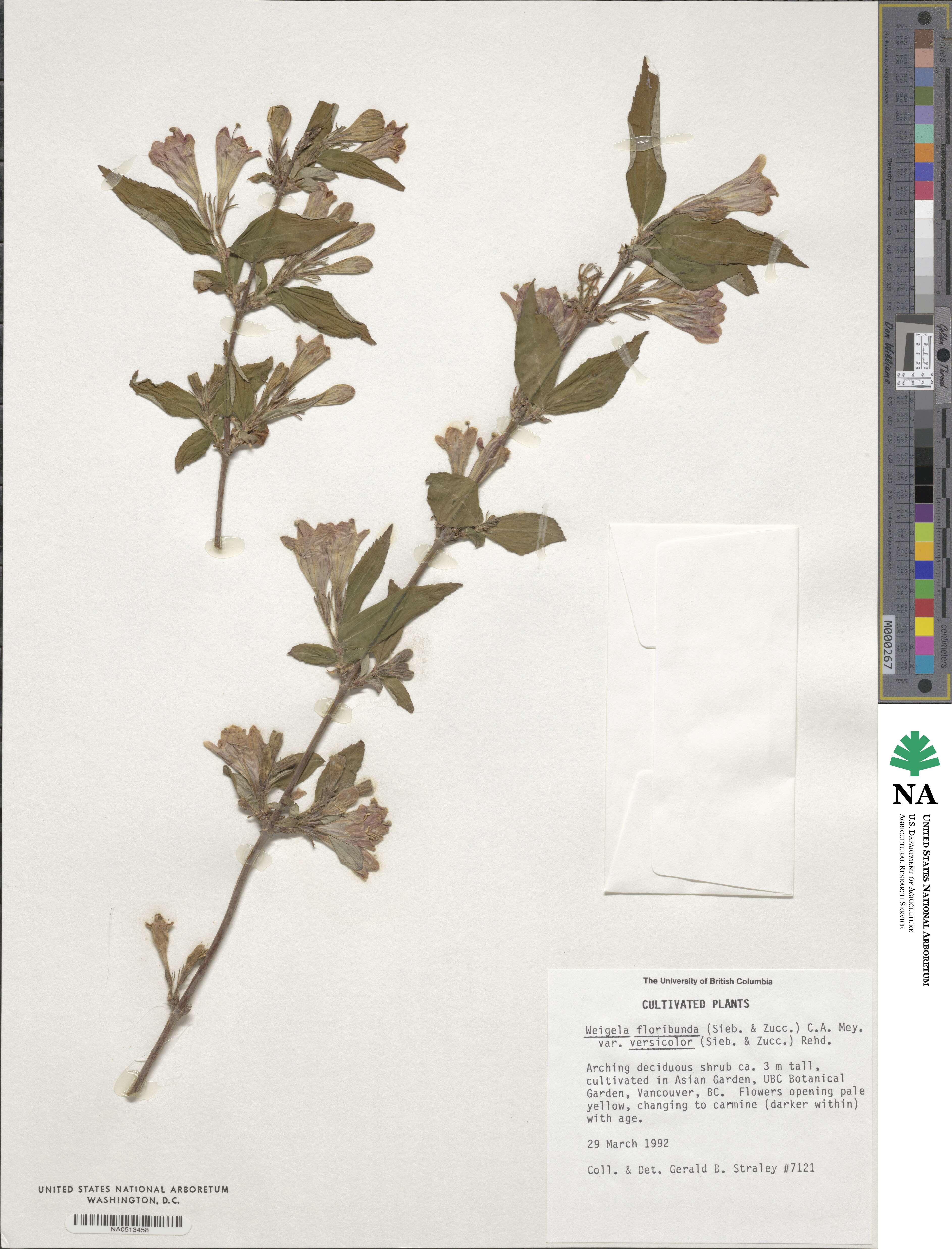 Weigela floribunda var. versicolor image