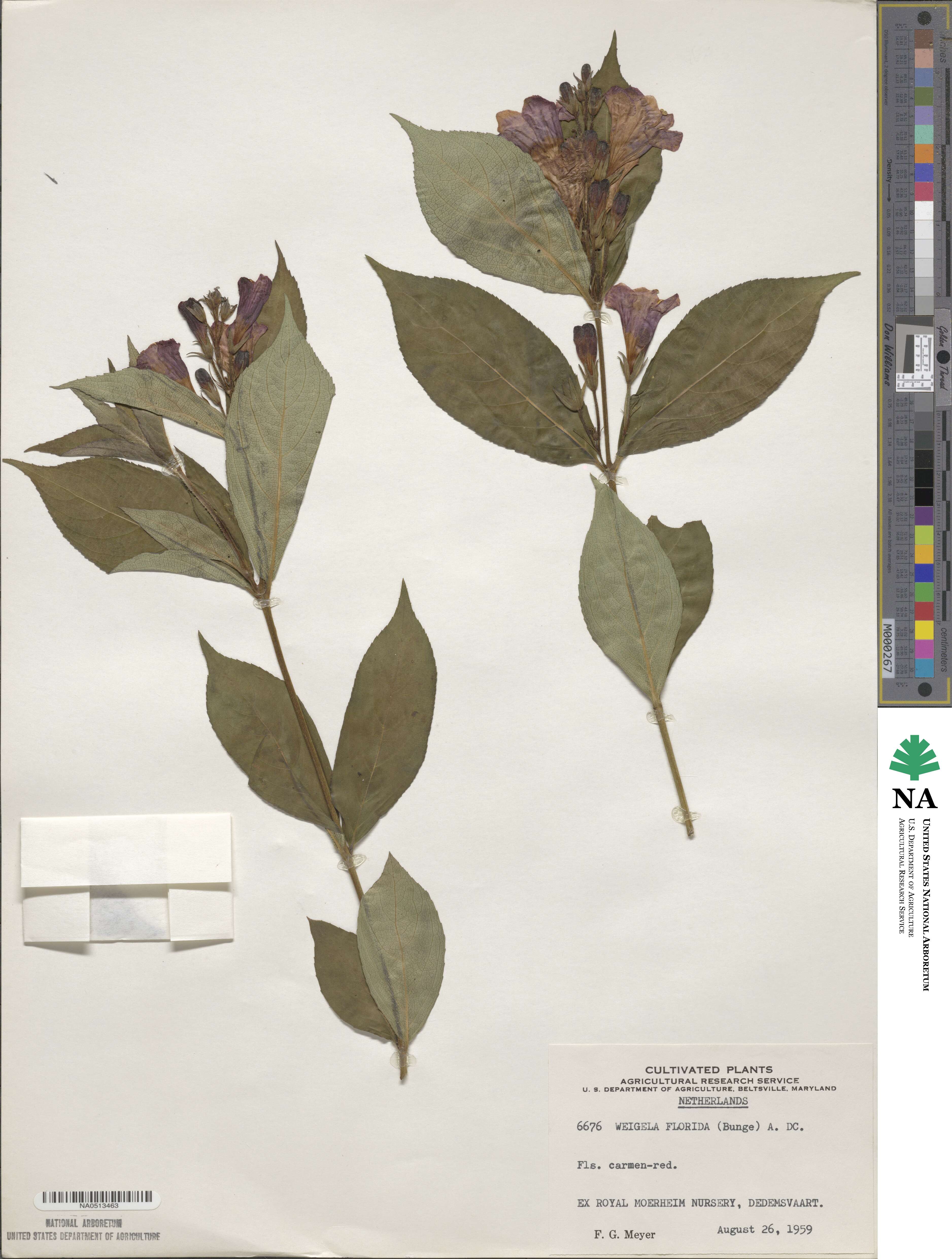 Weigela image