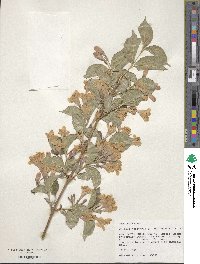 Weigela hortensis image