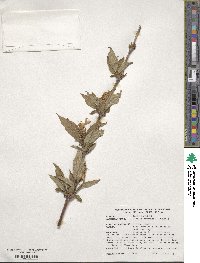 Weigela hortensis image