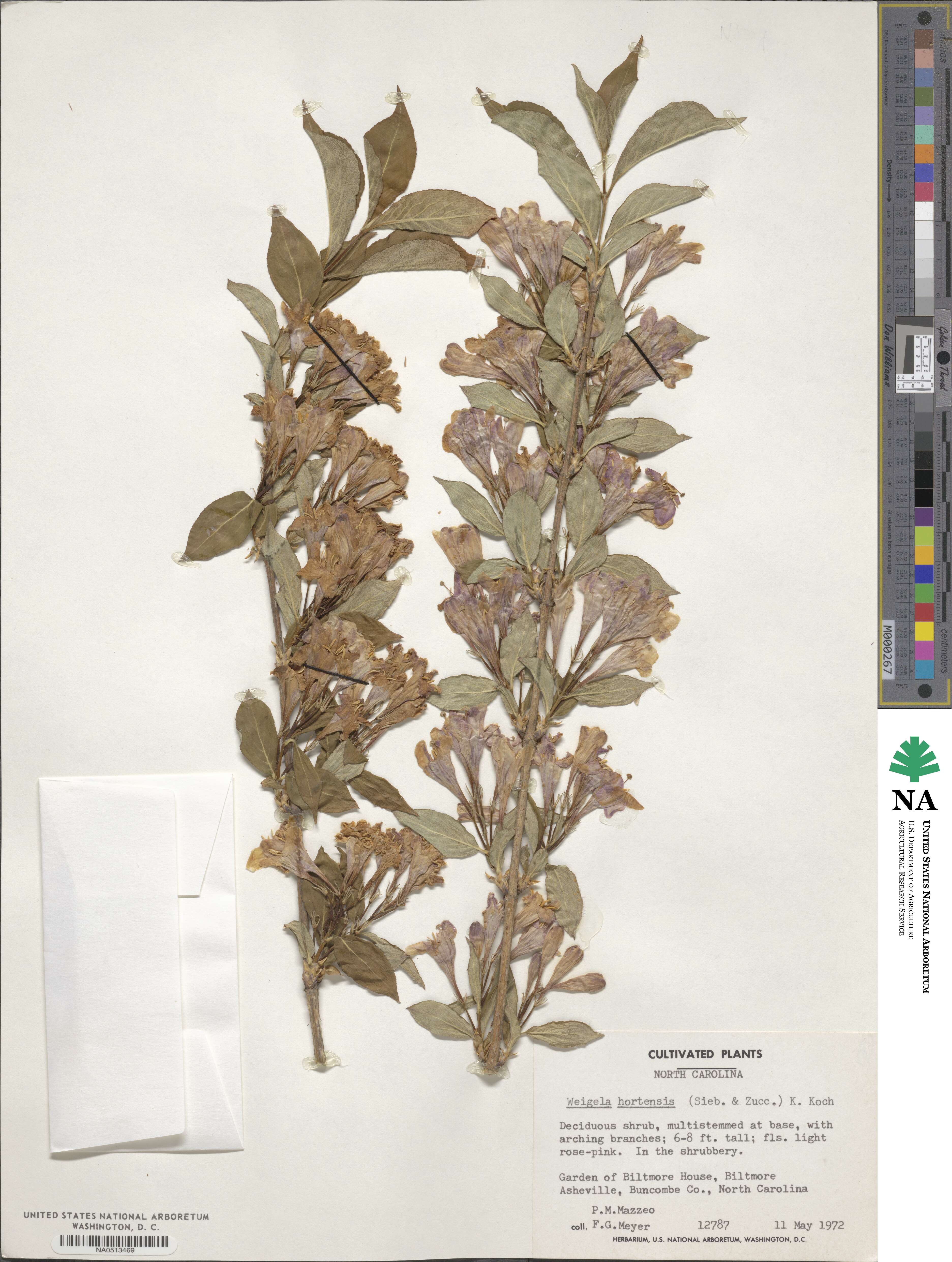 Weigela hortensis image