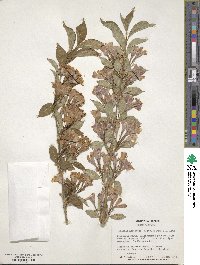 Weigela hortensis image