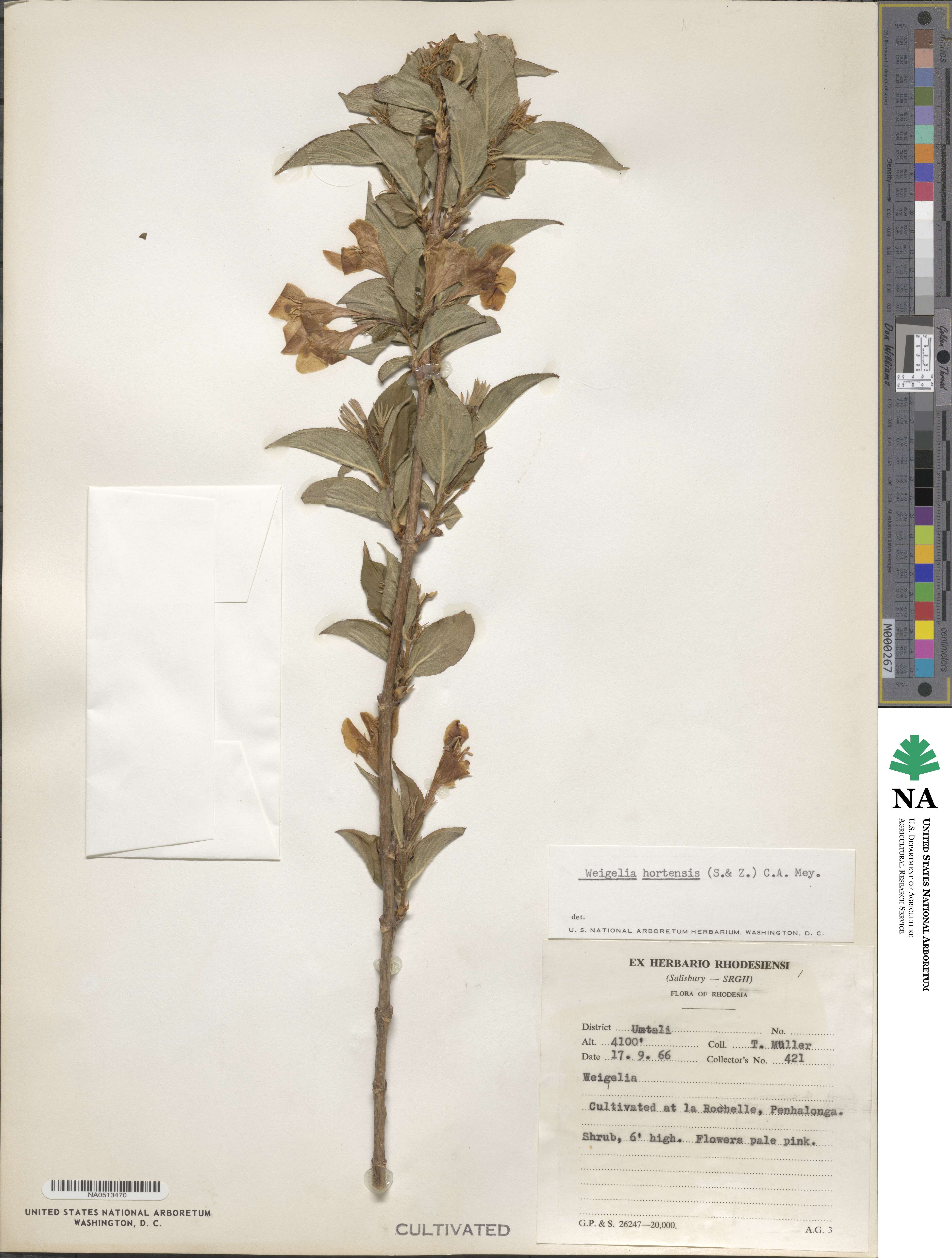 Weigela hortensis image