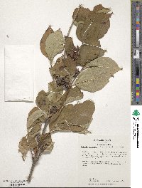 Weigela hortensis image