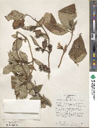 Weigela hortensis image