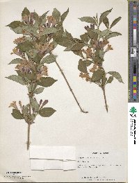 Weigela florida image