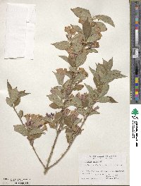 Weigela japonica image