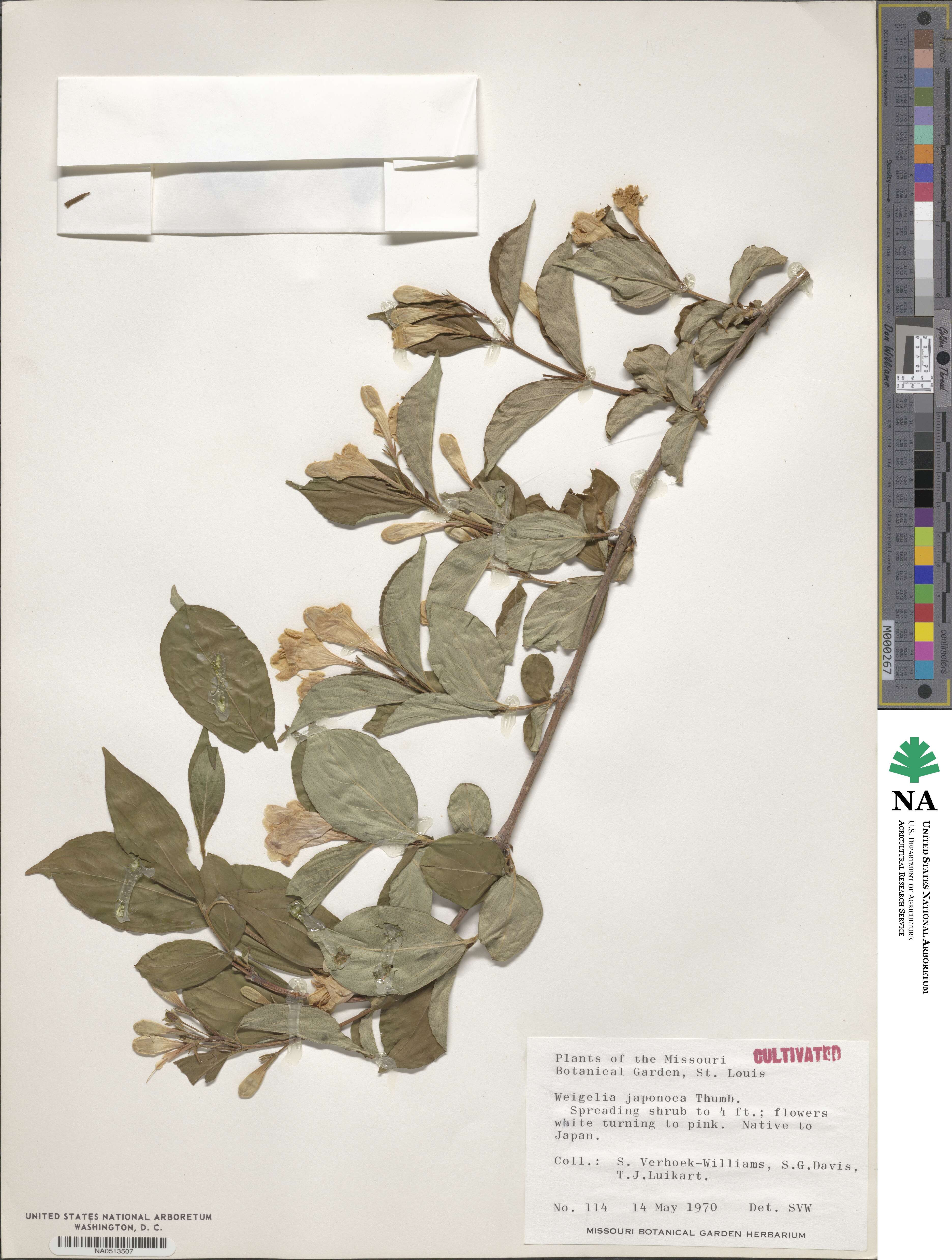 Weigela japonica image