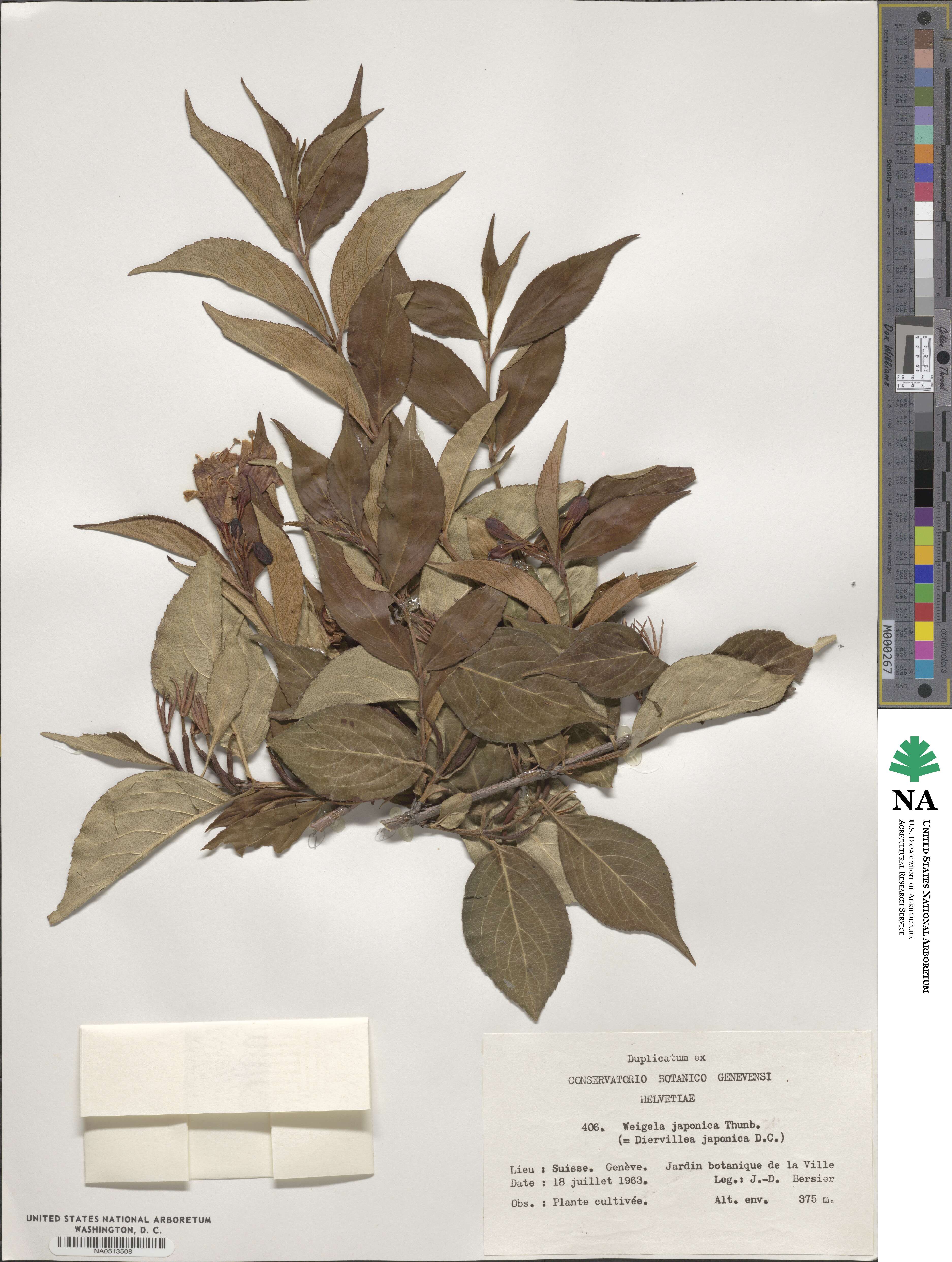 Weigela japonica image