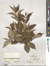 Weigela japonica image