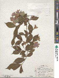 Weigela japonica image