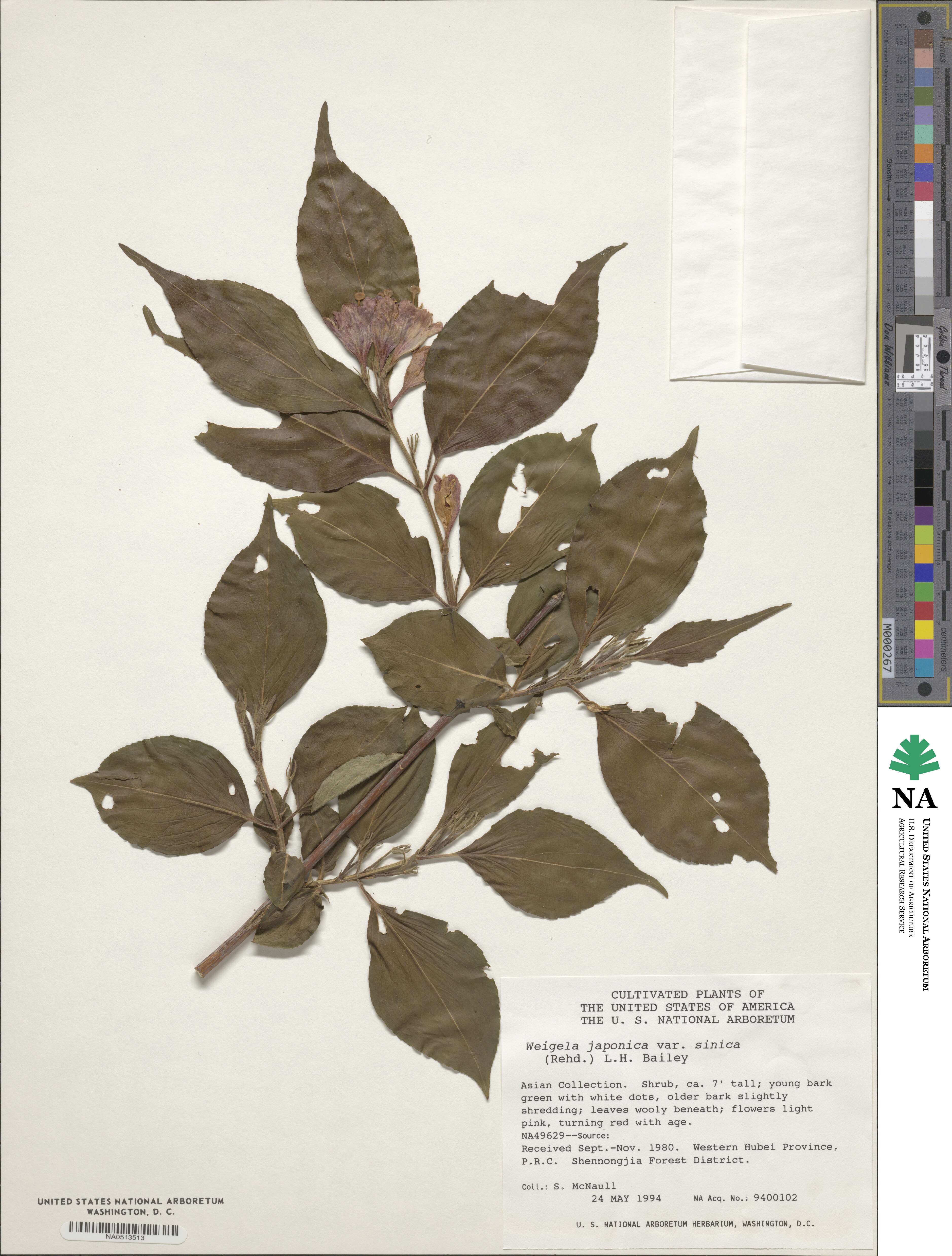 Weigela japonica var. sinica image