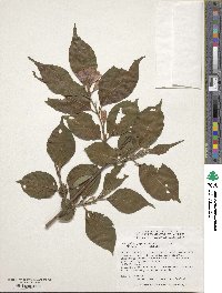 Weigela japonica image