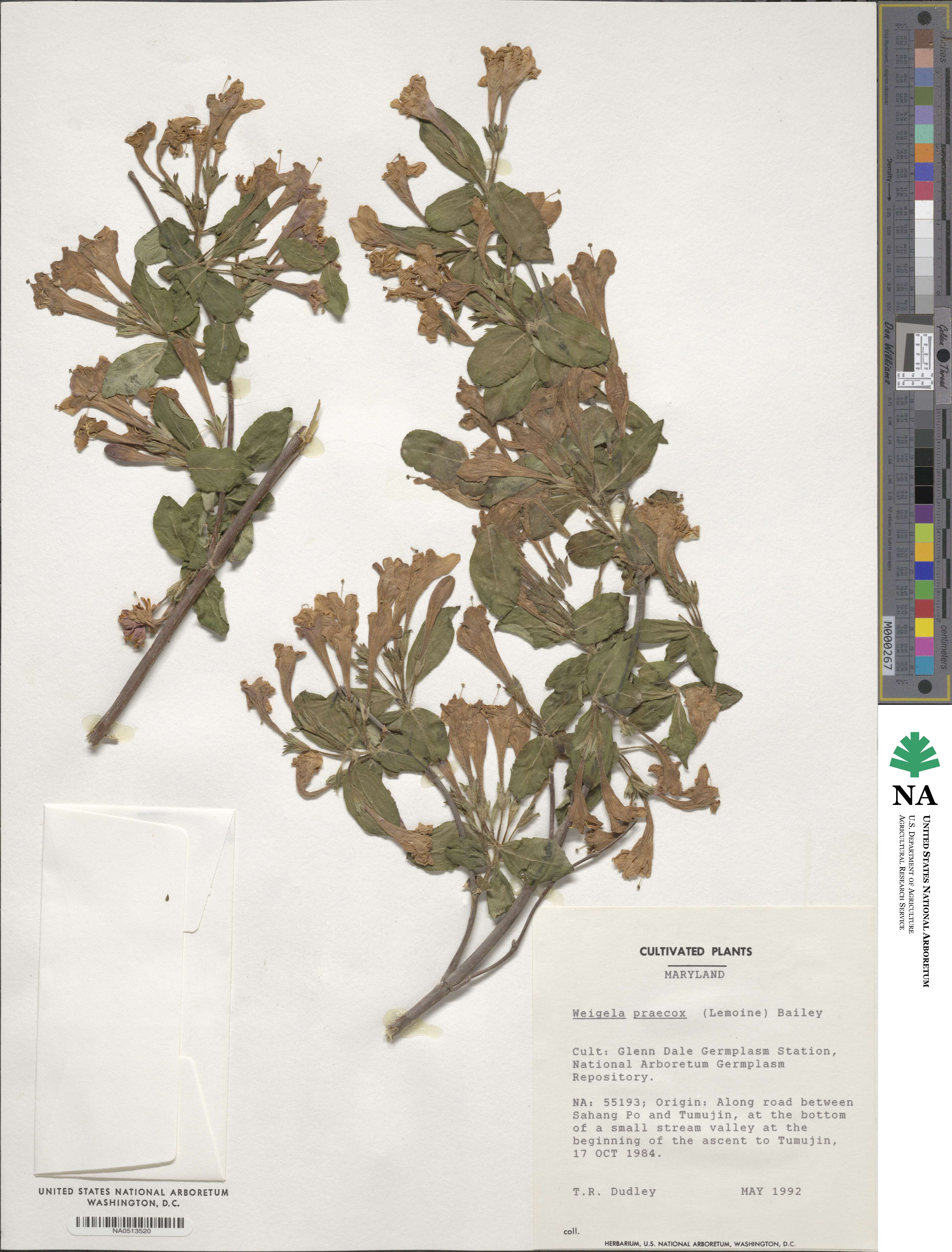 Weigela florida image