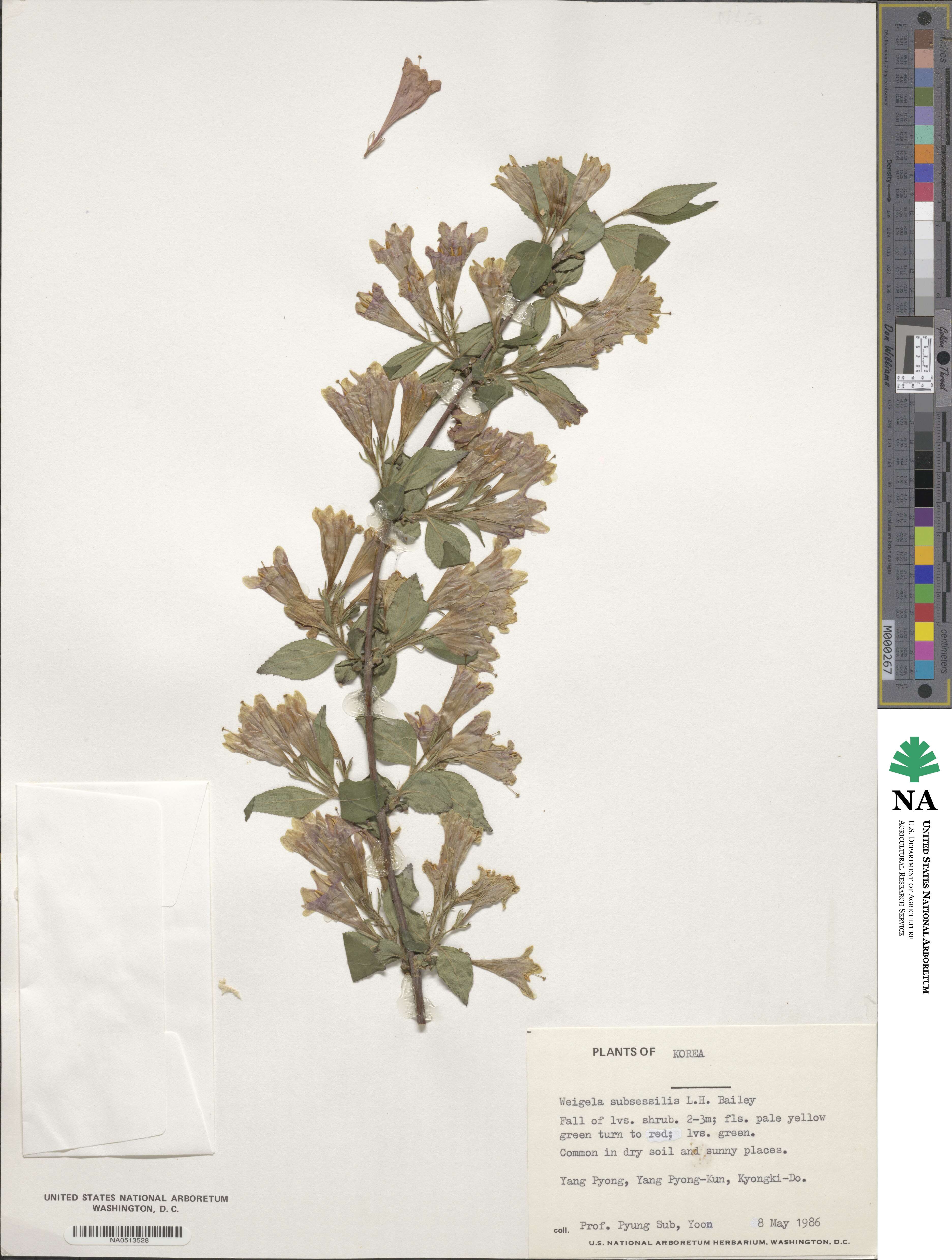 Weigela subsessilis image