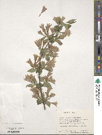 Weigela subsessilis image