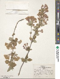 Weigela subsessilis image