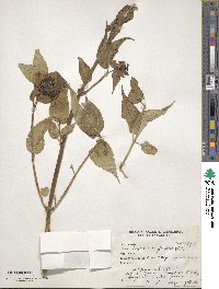 Leycesteria formosa image