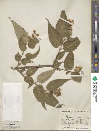 Leycesteria formosa image