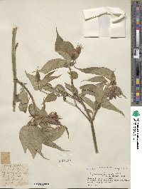 Leycesteria formosa image