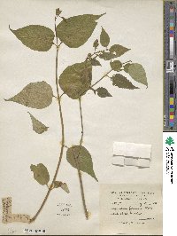 Leycesteria formosa image