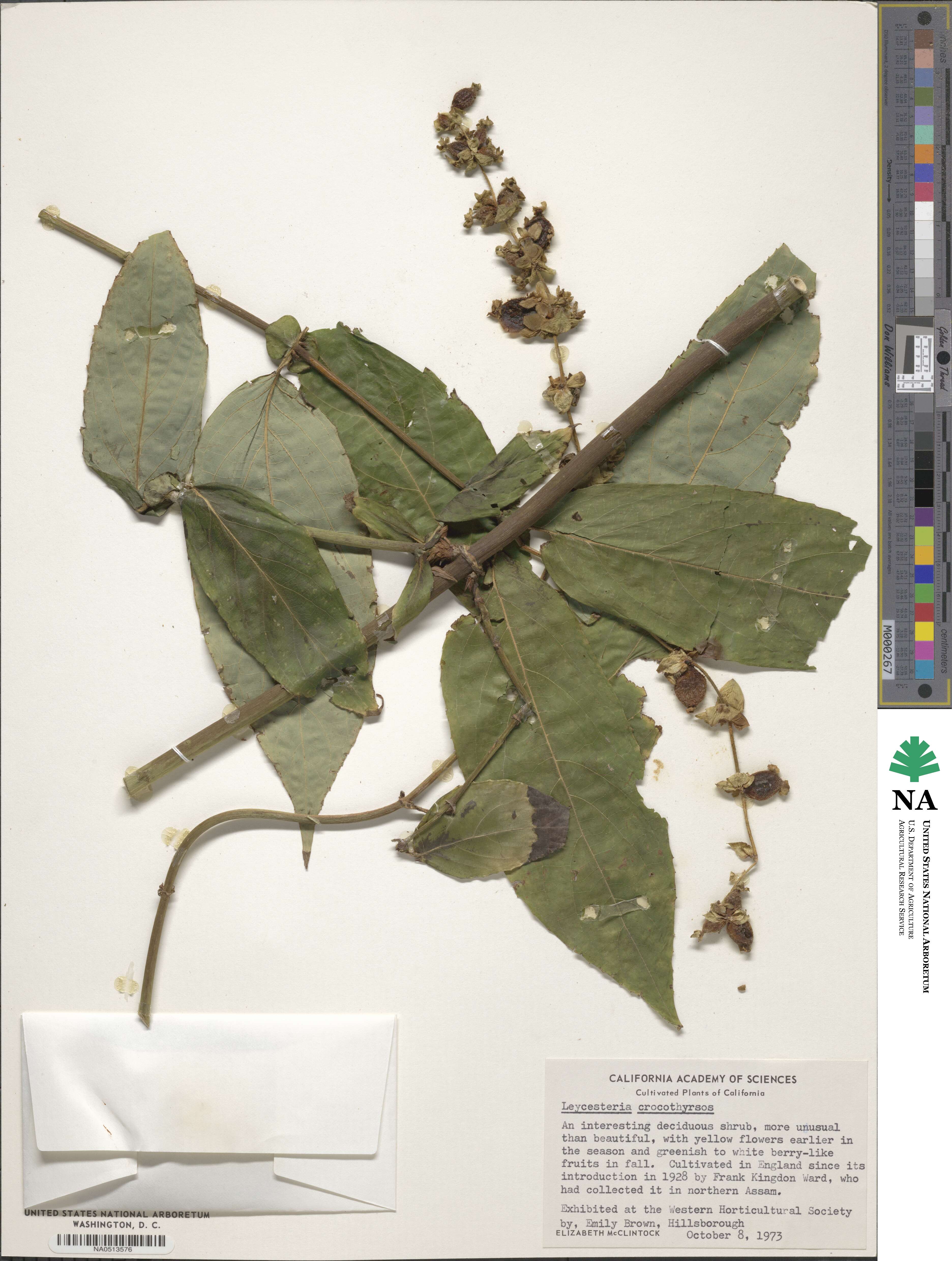 Leycesteria glaucophylla image