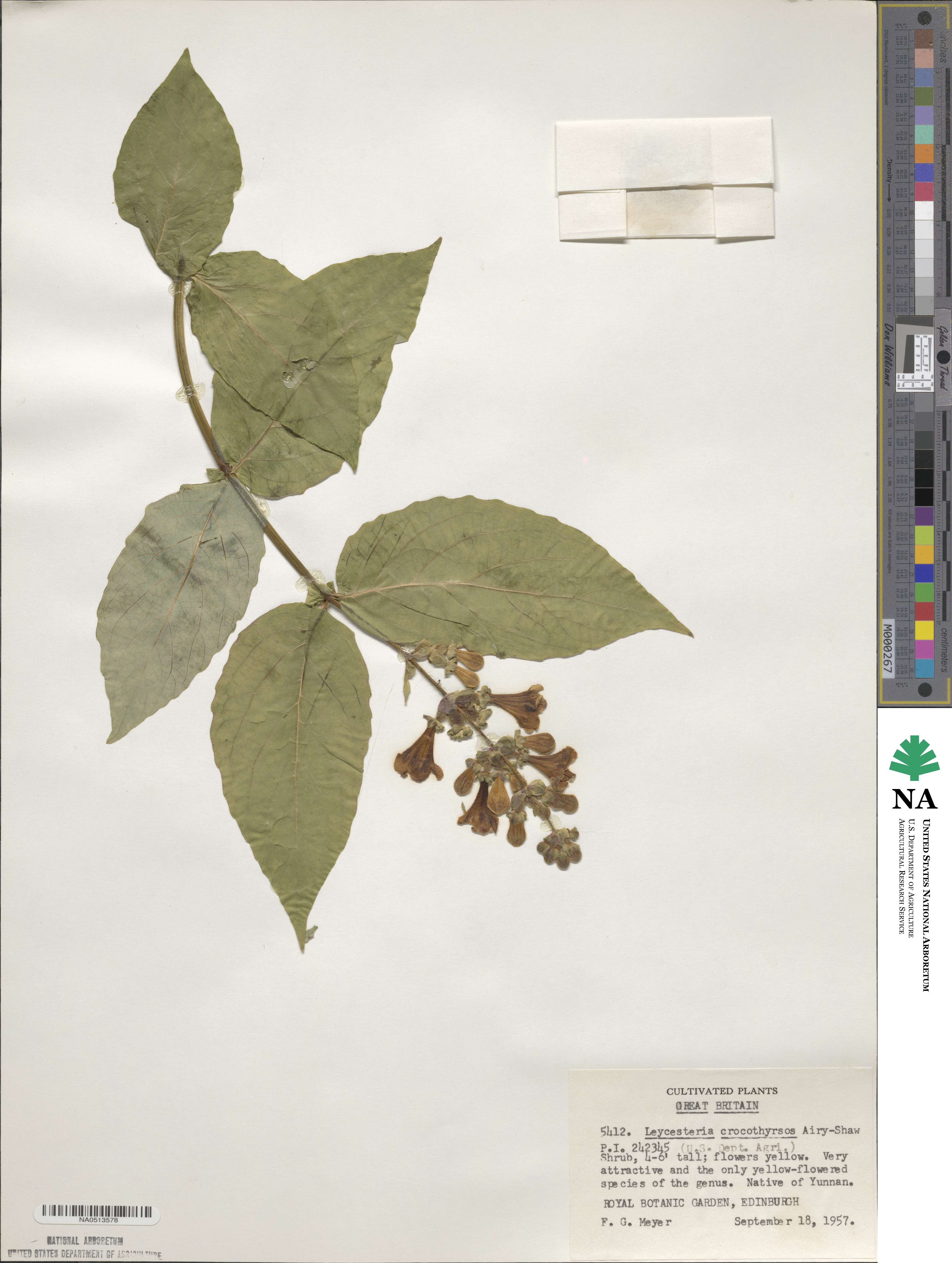 Leycesteria glaucophylla image