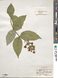 Leycesteria glaucophylla image