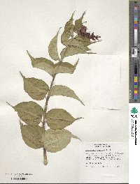 Leycesteria formosa image