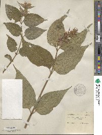 Leycesteria formosa image