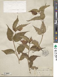 Leycesteria formosa image