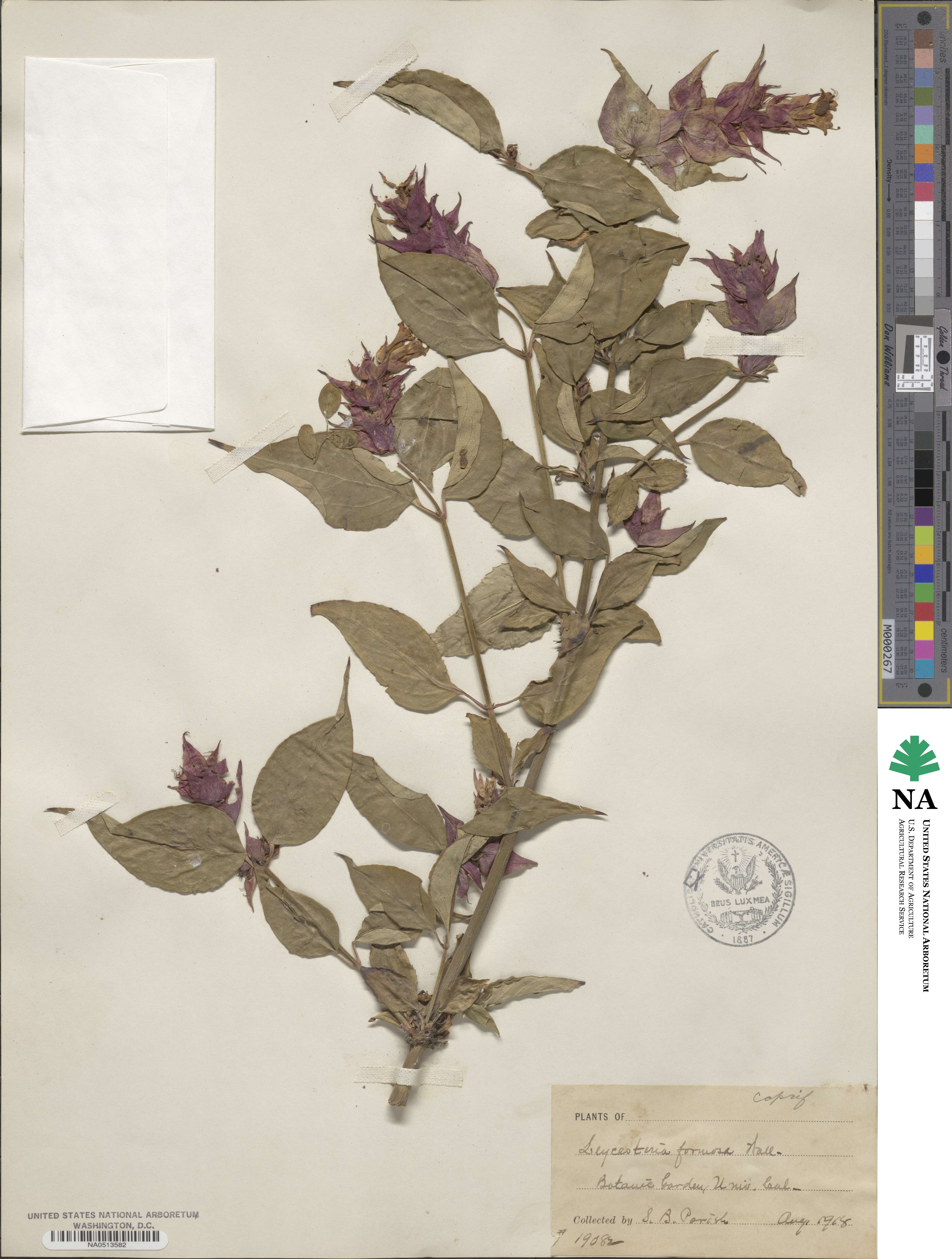 Leycesteria formosa image