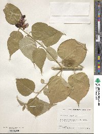 Leycesteria formosa image