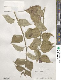 Leycesteria formosa image