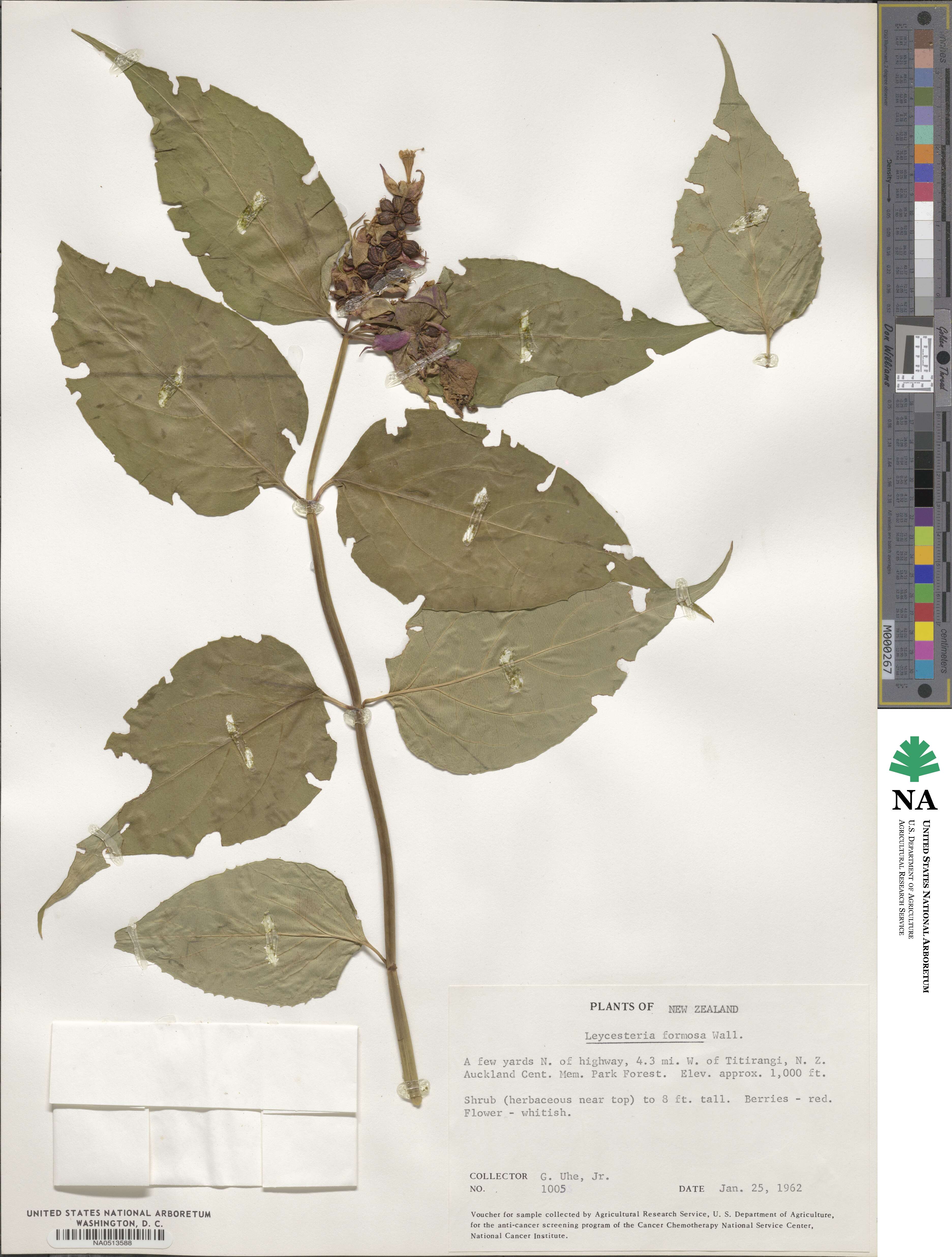 Leycesteria formosa image