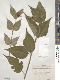 Leycesteria formosa image