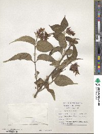 Leycesteria formosa image